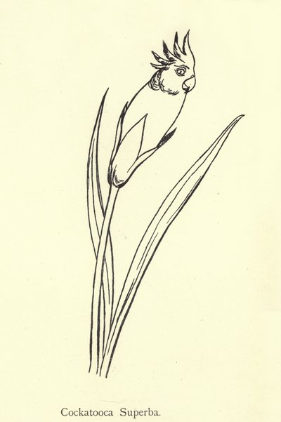 Cockatooca Superba by Edward Lear